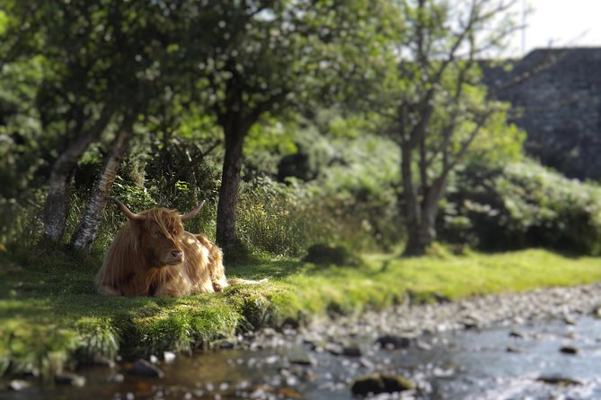 A taste of Scotland Full-Day Private Tour - The pickup advantage: less waiting, more seeing