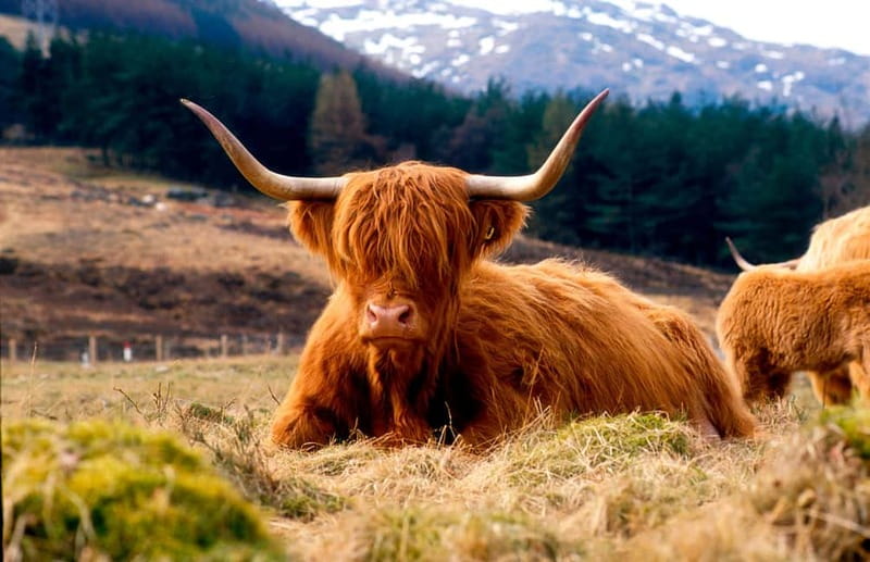 Edinburgh: Balmoral Castle and Scone Palace Royal Tour - Key highlights that make this day trip worth it