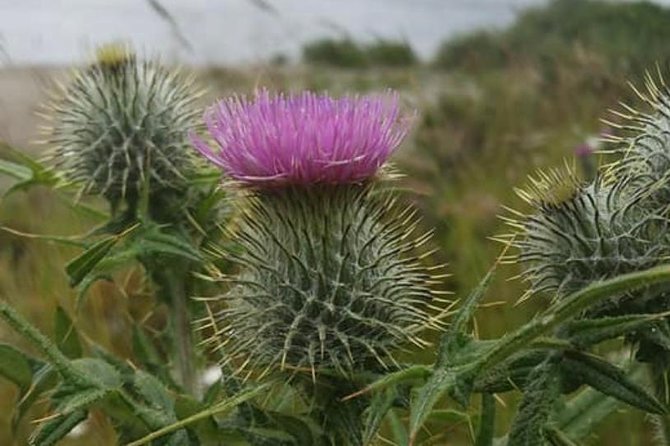 Edinburgh City Centre and St Andrews Private Driving Day Tour - Key highlights worth your attention