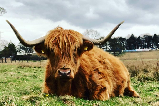 Edinburgh City Centre Private and Personal Half Day Driving Tour - Getting into historic buildings: what’s possible on this tour