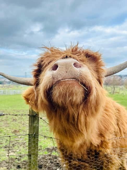 Edinburgh: Highland Cow, Blackness Castle, and Cake Tour - From Castle Arms to the Firth of Forth: the easy start