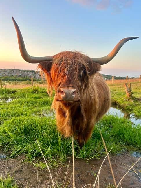 Edinburgh: Highland Cow, Blackness Castle, and Cake Tour - Wildlife viewing and the countryside reset before the cows