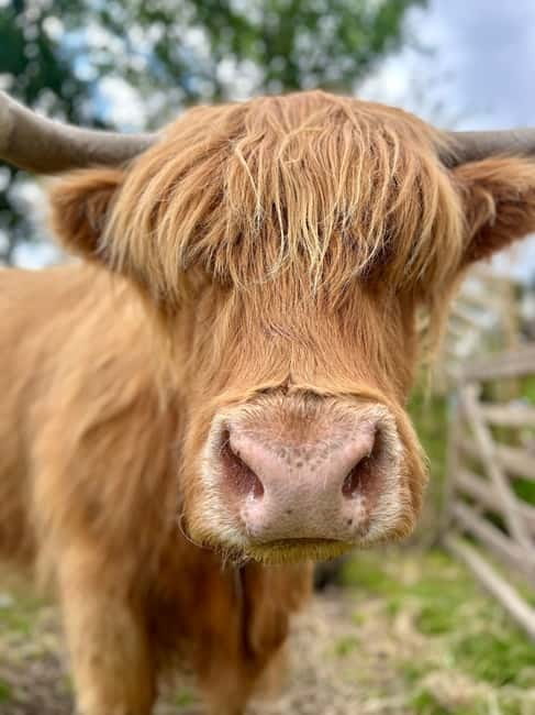 Edinburgh: Highland Cow, Blackness Castle, and Cake Tour - The Highland cow farm: feeding, petting, and why the 30 seconds matter