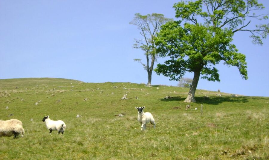 Edinburgh: Hill & Nature Hike With a Local - Wildlife Chances: Hairy Coos, Deer, and Nesting Birds