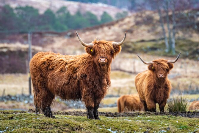 Edinburgh: Loch Lomond, The Highlands & Hairy Coo's (Small-Group) - Key points at a glance
