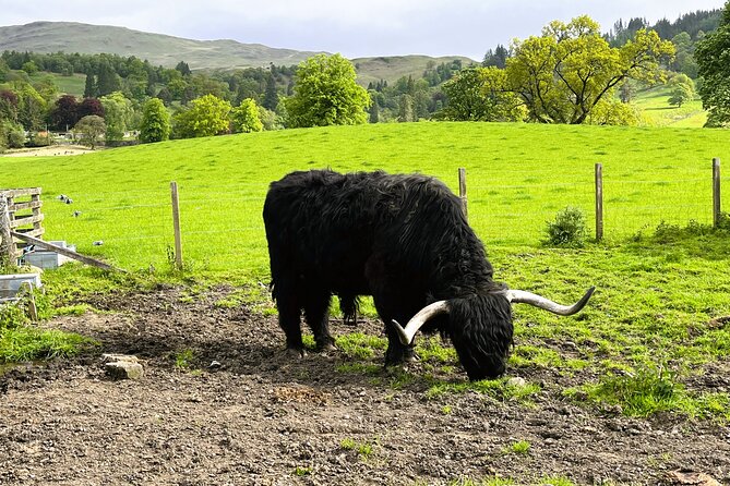 Edinburgh: Loch Ness, Glencoe & The Highlands - Price and value: is $62.41 a smart buy for a full-day Highlands route?