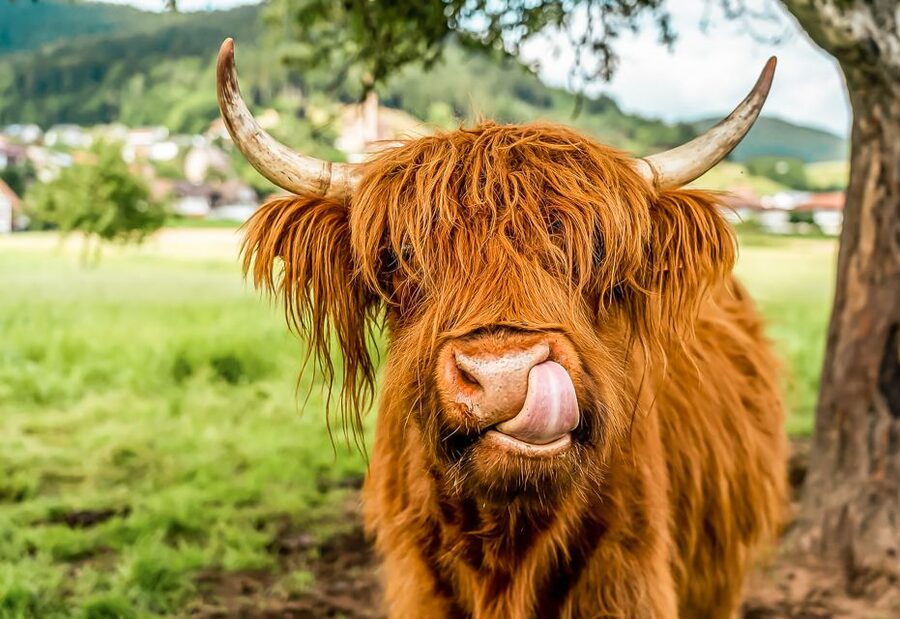 Edinburgh: Loch Ness, Glencoe & the Scottish Highlands Tour - A Long Coach Day That Still Feels Worth It