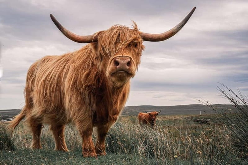 Edinburgh: Loch Ness, Inverness & Highlands Tour in Spanish - Key highlights worth planning for