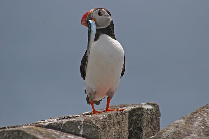Edinburgh Three Bridges Cruise - Inchcolm Island: what you get, what costs extra, and what happens in rain