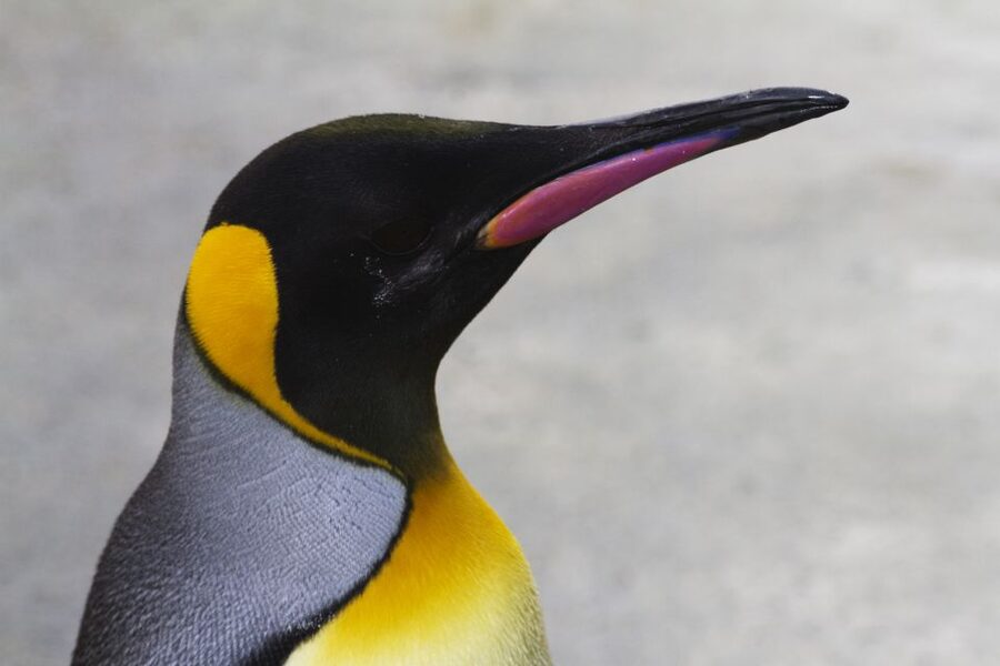 Edinburgh Zoo Entrance Ticket - Key highlights to know before you go