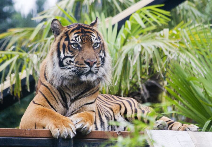 Edinburgh Zoo Entrance Ticket - Food, restrooms, and timing: plan like you’re hiking