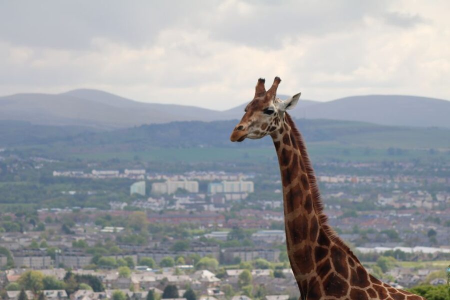 Edinburgh Zoo Entrance Ticket - What you’ll actually do all day: animals, talks, and included extras
