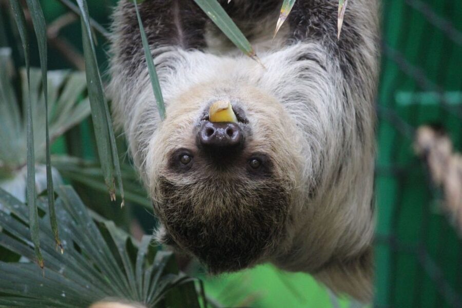 Edinburgh Zoo Entrance Ticket - Koalas and sloths: rare animals, but check timing for your day