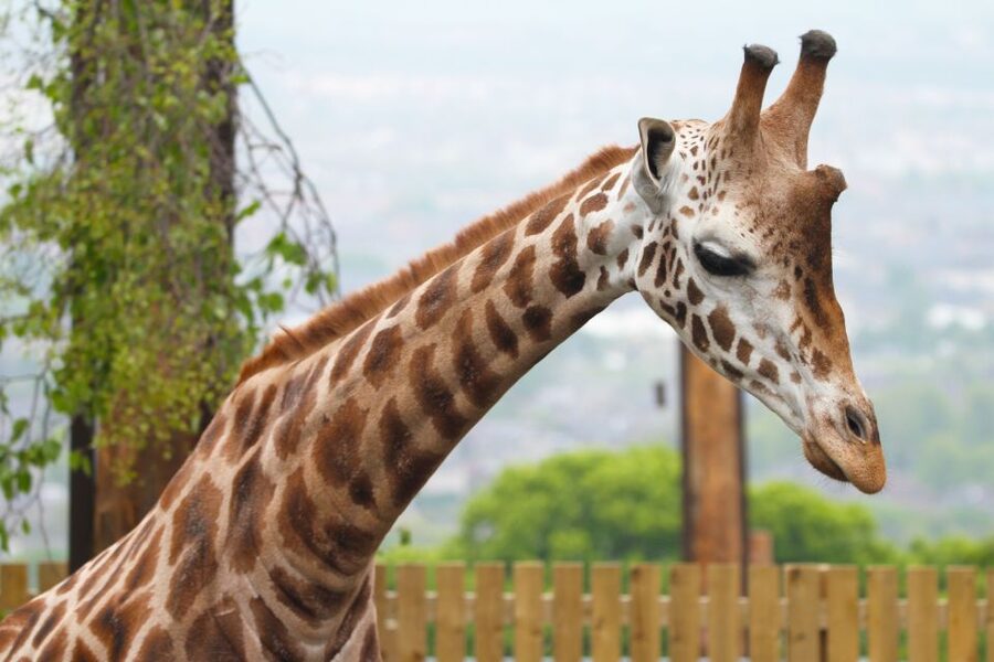 Edinburgh Zoo Entrance Ticket - Walking plan: how to handle 82 acres of steep ground