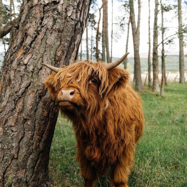 From Edinburgh: 2-Day Ultimate Highland Tour with Hotel - Should you book this private Highland tour with hotel?