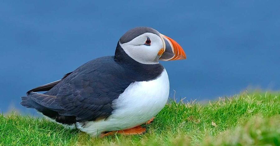 From Edinburgh: 6-Day Shetland & Nothernmost Explorer - Lerwick: knitting culture, seals, and a stop that feels lived-in
