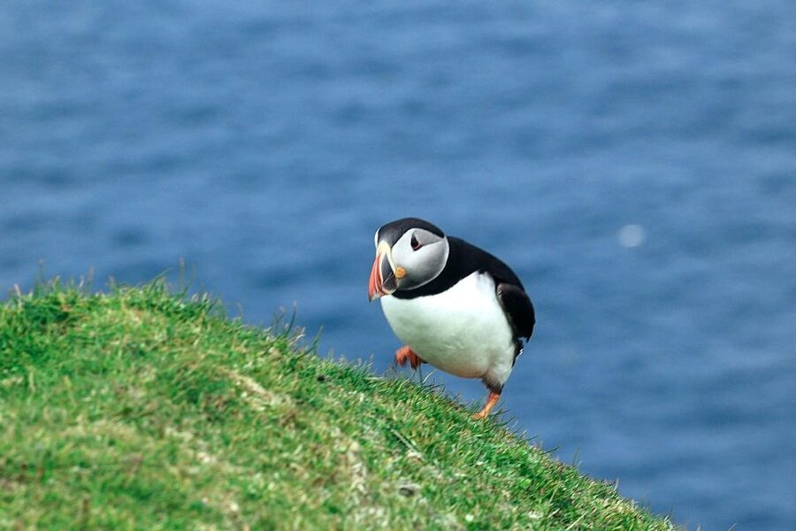 From Edinburgh: 6-Day Shetland & Nothernmost Explorer - Price and value: what $67 includes and where your extra costs may show up