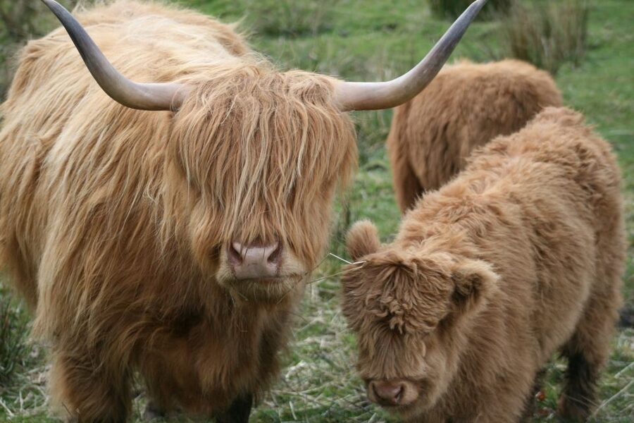From Edinburgh: Best of Scotland Small-Group Day Tour - Taste of Perthshire and the Hairy Highland Coos finale