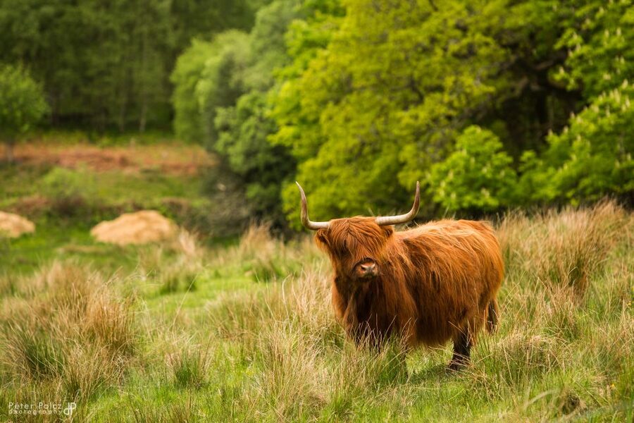 From Edinburgh: Isle of Skye and Hogwarts Express 4-Day Trip - Fort Augustus and Loch Ness: best use of your morning