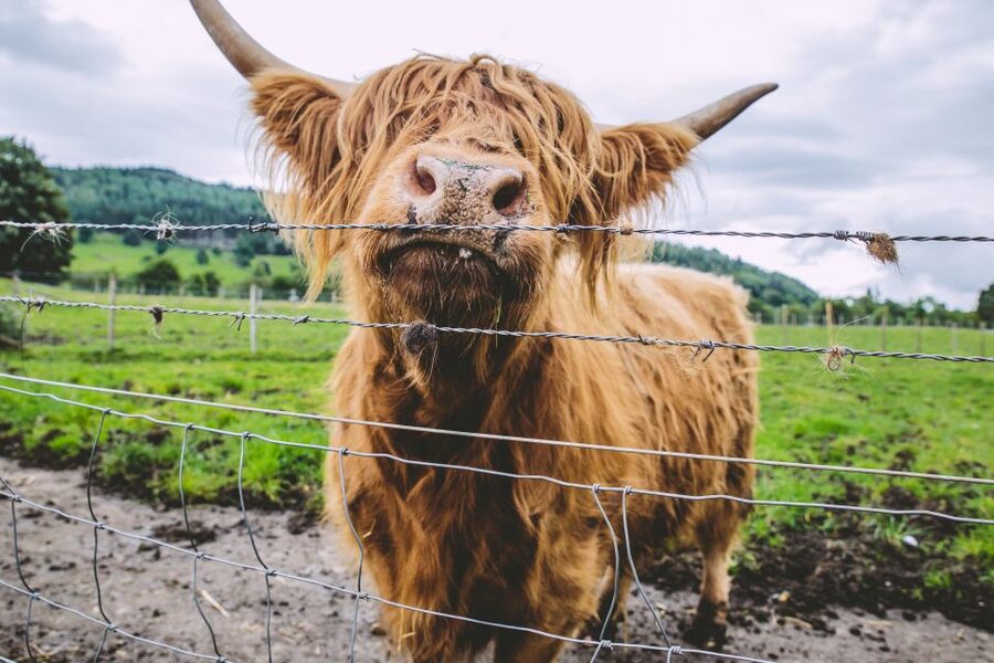 From Edinburgh: Isle of Skye and Outer Hebrides 6-Day Tour - Why the guide and pacing make this tour better than DIY