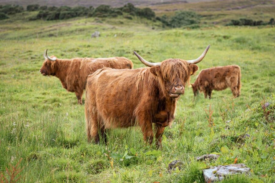 From Edinburgh: Loch Ness, Glencoe, and Inverness Tour - Optional Loch Ness cruise: when it’s worth paying extra