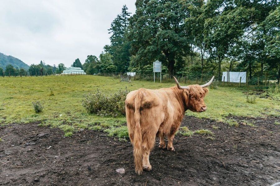 From Edinburgh: Loch Ness, Glenoce & The Highlands Day Tour - How the 12 Hours Actually Feel: Pace, Bus Time, and Photo Windows