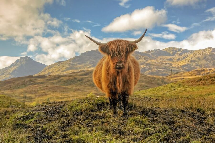 From Edinburgh: Stirling Castle, Loch Lomond & Whisky Tour - Key things I’d mark on your mental map