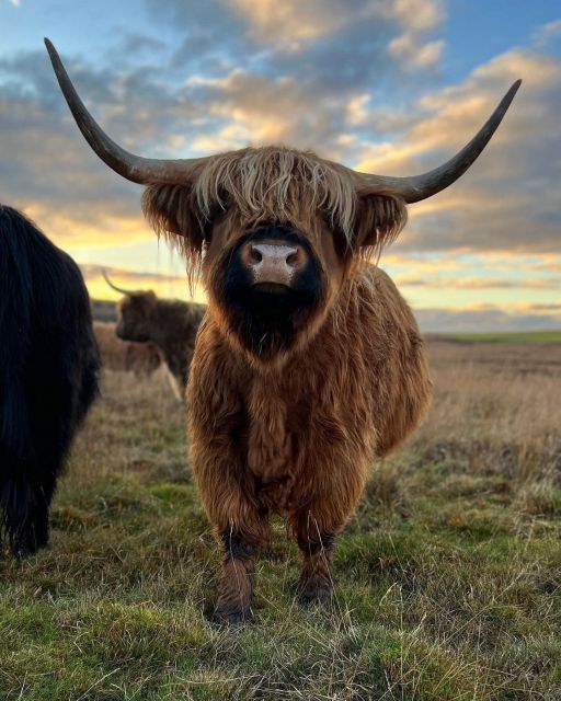 From Edinburgh: The Kelpies, Glencoe & Loch Lomond Day Tour - Key highlights worth planning around