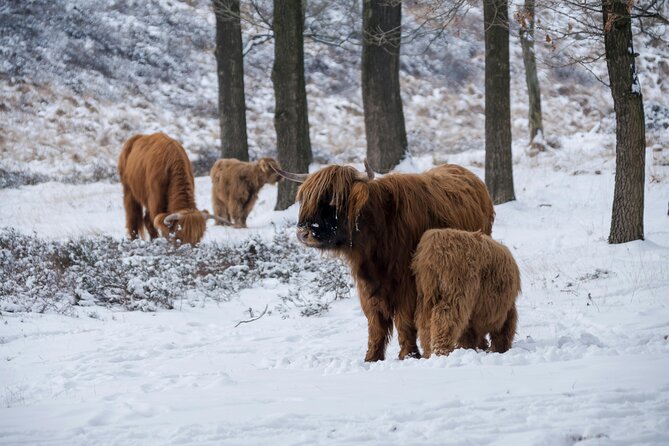 Highland Cows, Glasgow Cathedral, Murals, Kelpies Half Day Tour - Provand’s Lordship and St Mungo Museum: Old Stones, Optional Stops