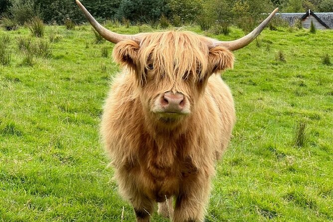Highland Cows, Glasgow Cathedral, Murals, Kelpies Half Day Tour - Highland Cows: Craigie’s Farm Fallback + Pollok Park Reliability
