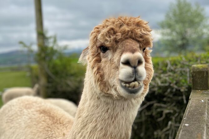Highland Cows, Walk Alpacas & Scottish Wildlife Centre from Edin. - Why This Private Animal Day Works So Well From Edinburgh