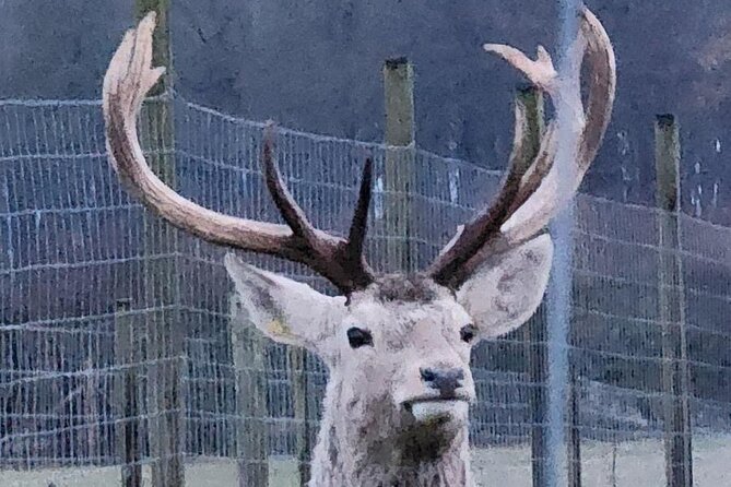 Highland Cows, Walk Alpacas & Scottish Wildlife Centre from Edin. - Car Comfort, Private Pickup, and Why Up to Four Makes a Difference