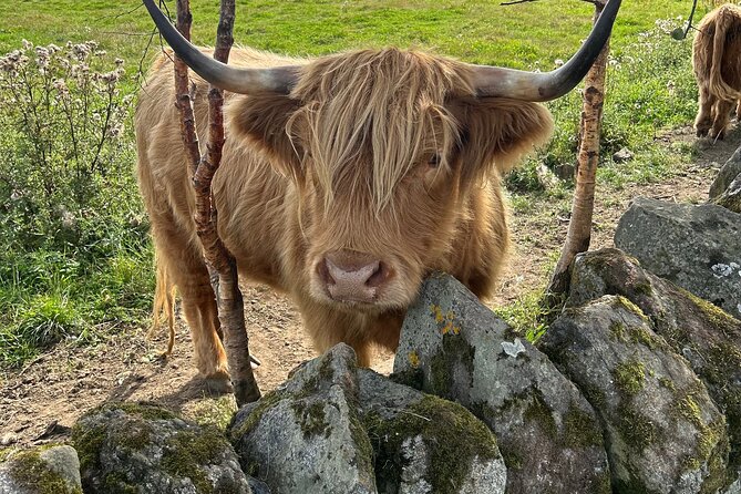 Highland Cows, Walk Alpacas & Scottish Wildlife Centre from Edin. - How the Day Flows: A Realistic Timeline for Animals-First Sightseeing
