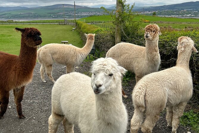 Highland Cows, Walk Alpacas & Scottish Wildlife Centre from Edin. - Price and Value: What You’re Really Paying For