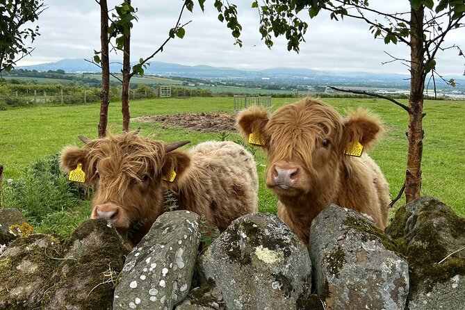 Highland Cows, Walk Alpacas & Scottish Wildlife Centre from Edin. - The Castle Drive-By: Quick Photos at Scotland’s Highlands and Lowlands Line
