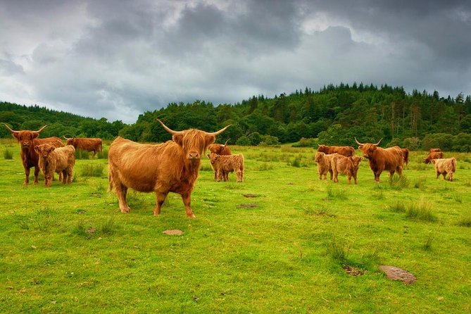 Highlights of Scotland Custom Private Tour from Edinburgh - Highland Coos and Callander: short time, big photo payoff