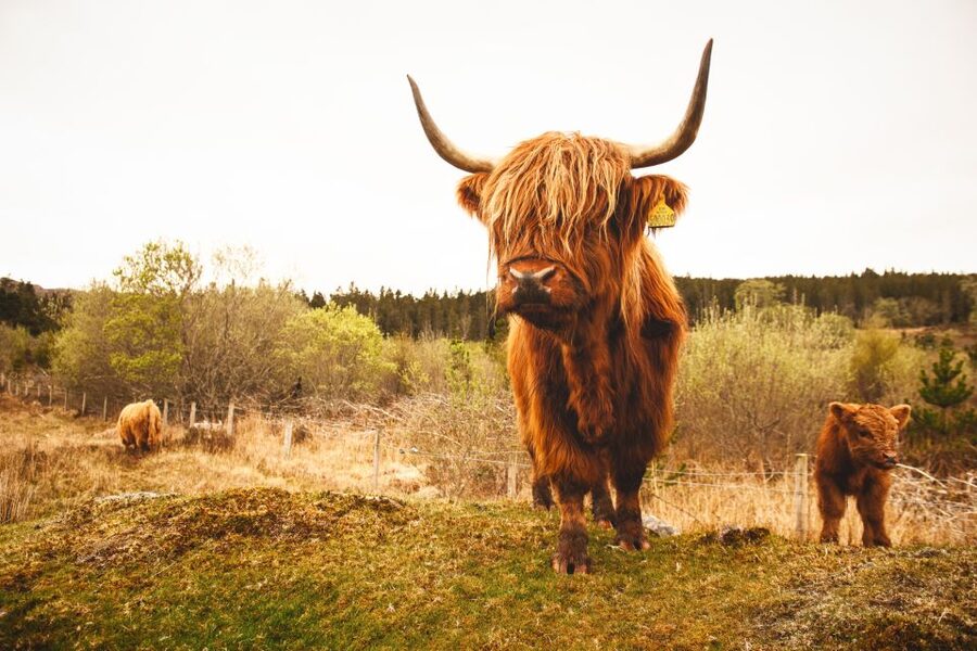 Isle of Skye and the Highlands 5-Day Tour from Edinburgh - Who this tour suits best (and the one big mismatch)