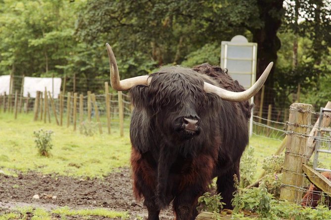 Loch Ness, Glencoe and The Scottish Highlands Tour from Edinburgh - Fort Augustus and Loch Ness cruise option: canal locks plus big water views