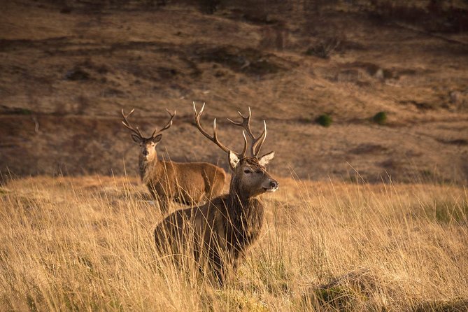 Loch Ness, Scottish Highlands, Glencoe and Pitlochry Tour - Fort Augustus on Loch Ness: village time, canal walks, and the Ness question