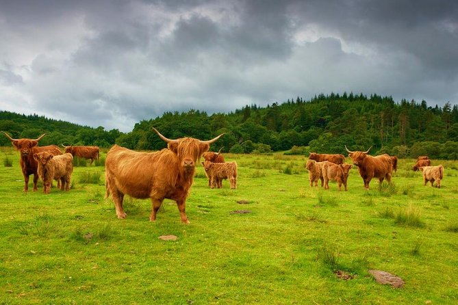 Loch Ness & Urquhart Castle Private Day Tour from Edinburgh - Loch Ness: How to Choose Between a Cruise and the Centre