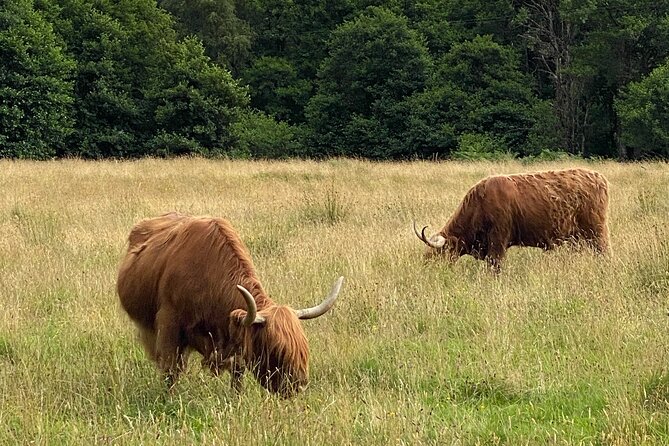 Private Day trip to Loch Ness and Scottish Highlands via Glencoe - Key things I’d watch before you book