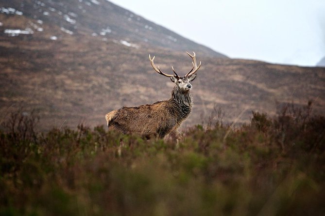 Private Glencoe Driving Tour from Edinburgh - A Private Glencoe Day That Runs on Your Time, Not a Bus Schedule