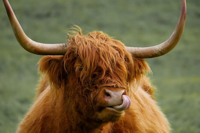 Private Luxury Mini Highlands Tour From Edinburgh - Braveheart - Kilmahog Hairy Coos: the animal stop that turns the tour human