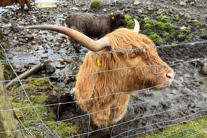 Private Scottish Highlands and Loch Ness Tour from Edinburgh - Price and Group Size: What the Value Really Means