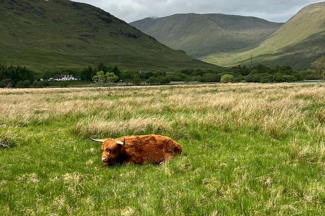 Private Tour to the Stunning Scottish Highlands & Glencoe - Kilchurn Castle Walk: Ruins, Photos, and Highland Cows