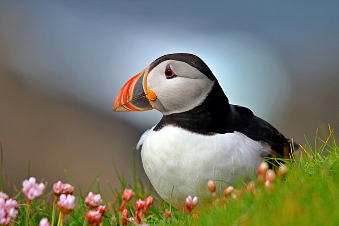 Puffin Boat Trip & Tantallon Castle Day Trip from Edinburgh - Key things to know before you go