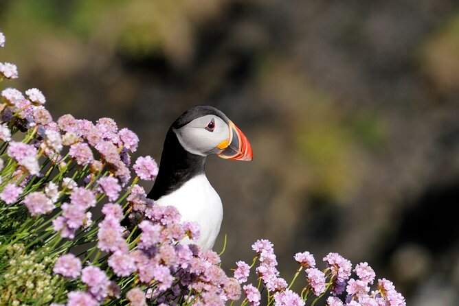Puffin Boat Trip & Tantallon Castle Day Trip from Edinburgh - Getting to the start: Jolly Botanist at 10:00