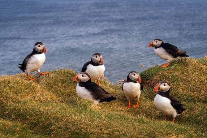 Puffin Boat Trip & Tantallon Castle Day Trip from Edinburgh - Group size and the guide experience with Mark