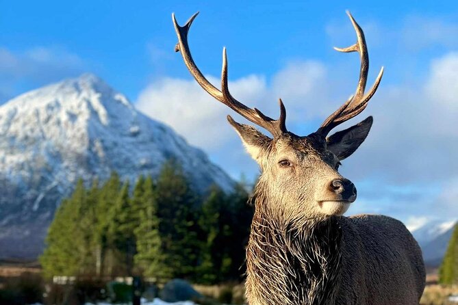 Scottish Highlands, Loch Ness and Glencoe Day Trip from Edinburgh - Price and Logistics: Where the Value Lives