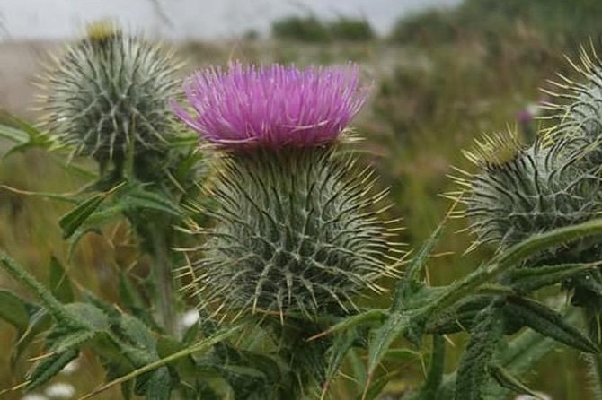 St Andrews Private Personal Driving Day Tour Six Hours - Getting your bearings: the Forth Road Bridge stop